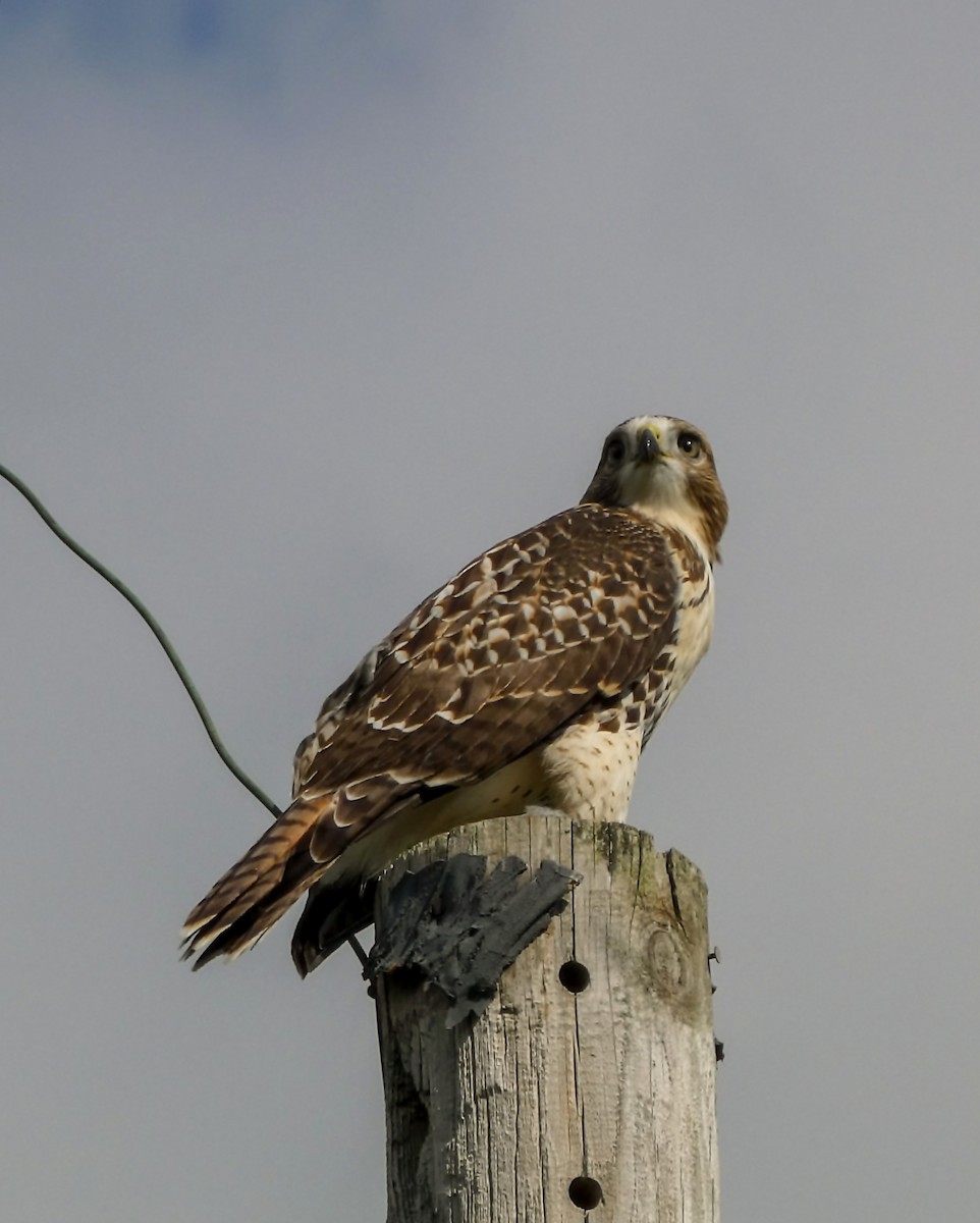 Red-tailed Hawk - ML621003078