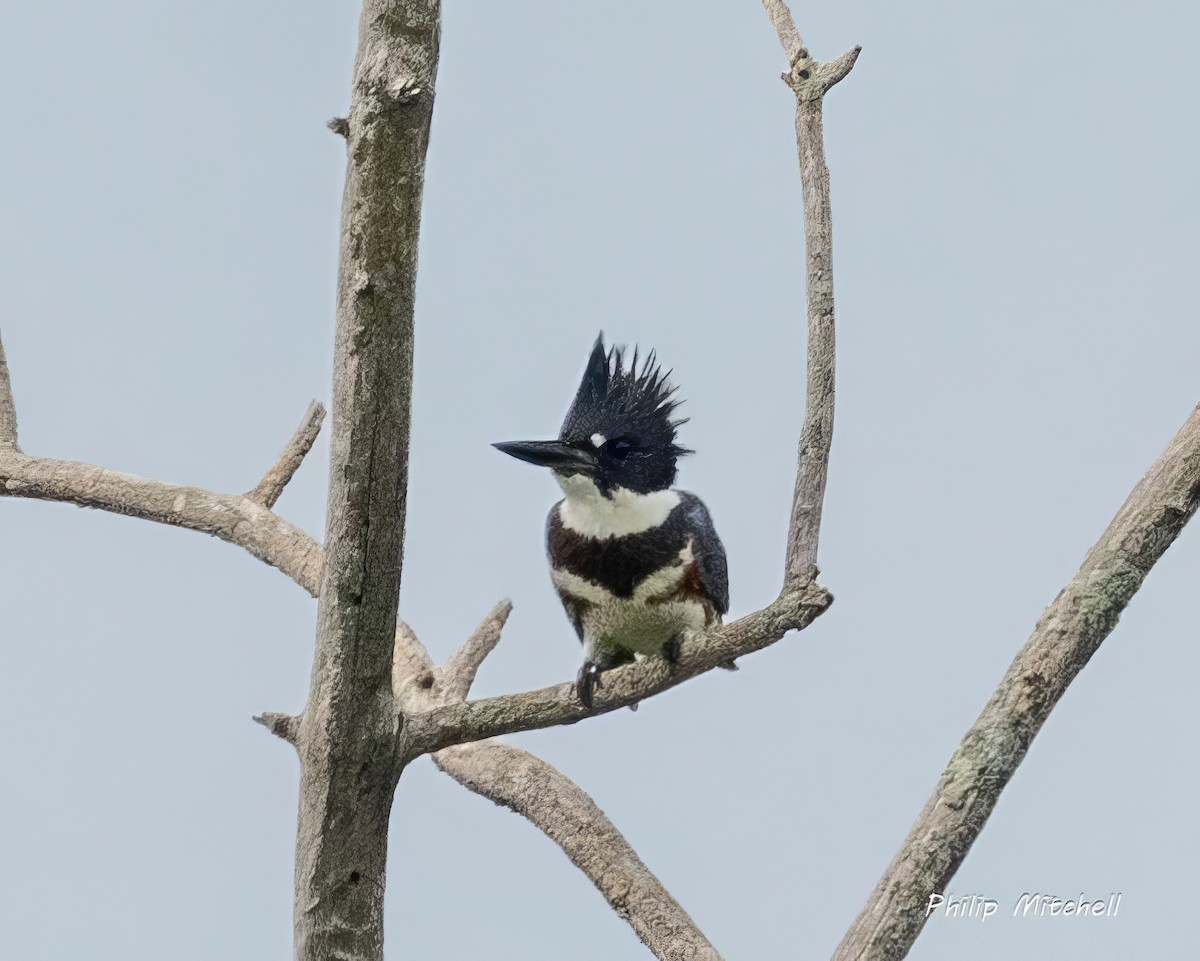 Belted Kingfisher - ML621003121