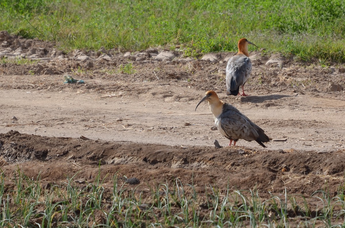 ibis šedokřídlý - ML621003128