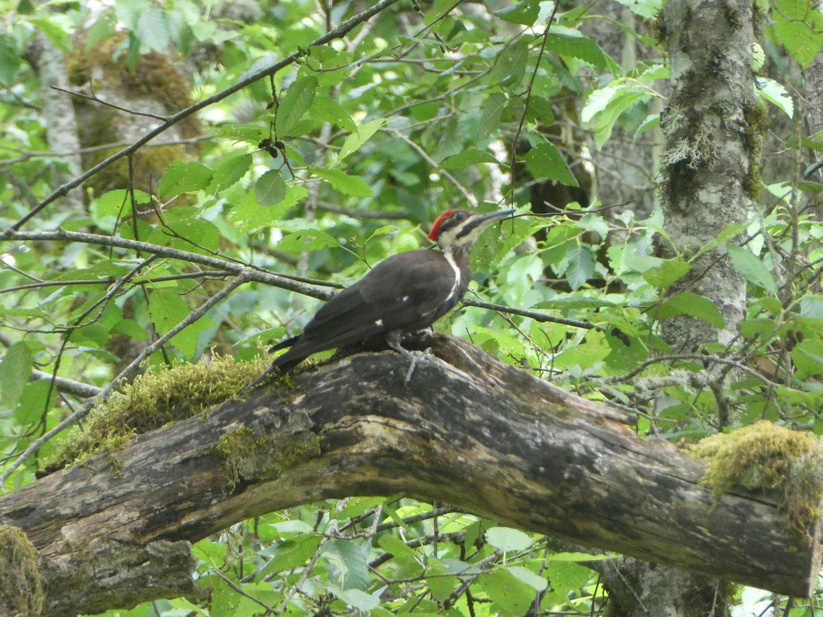 Pileated Woodpecker - ML621003133