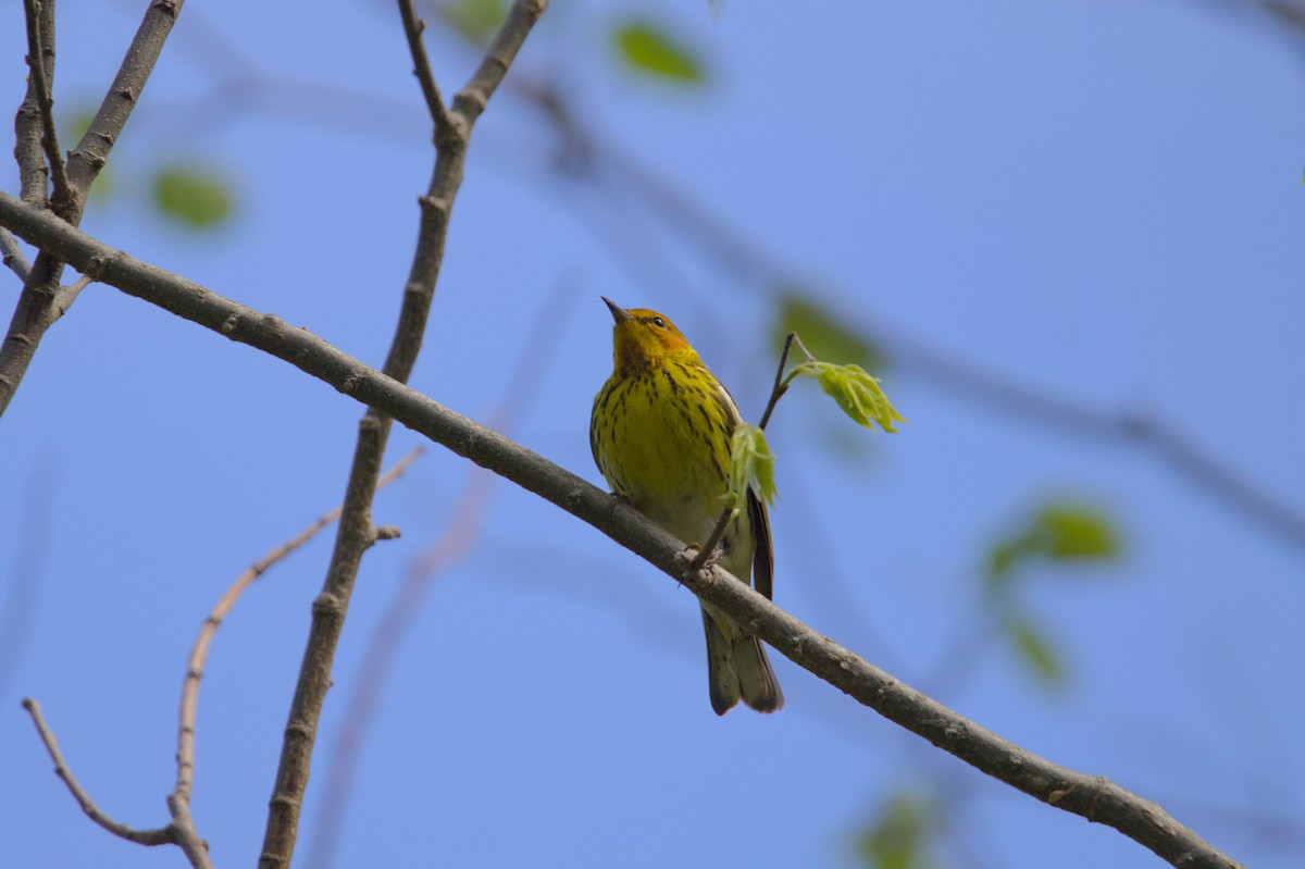 Cape May Warbler - ML621003135