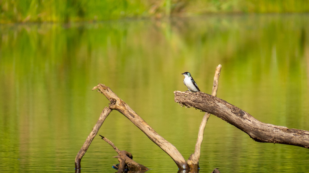 White-winged Swallow - ML621003144
