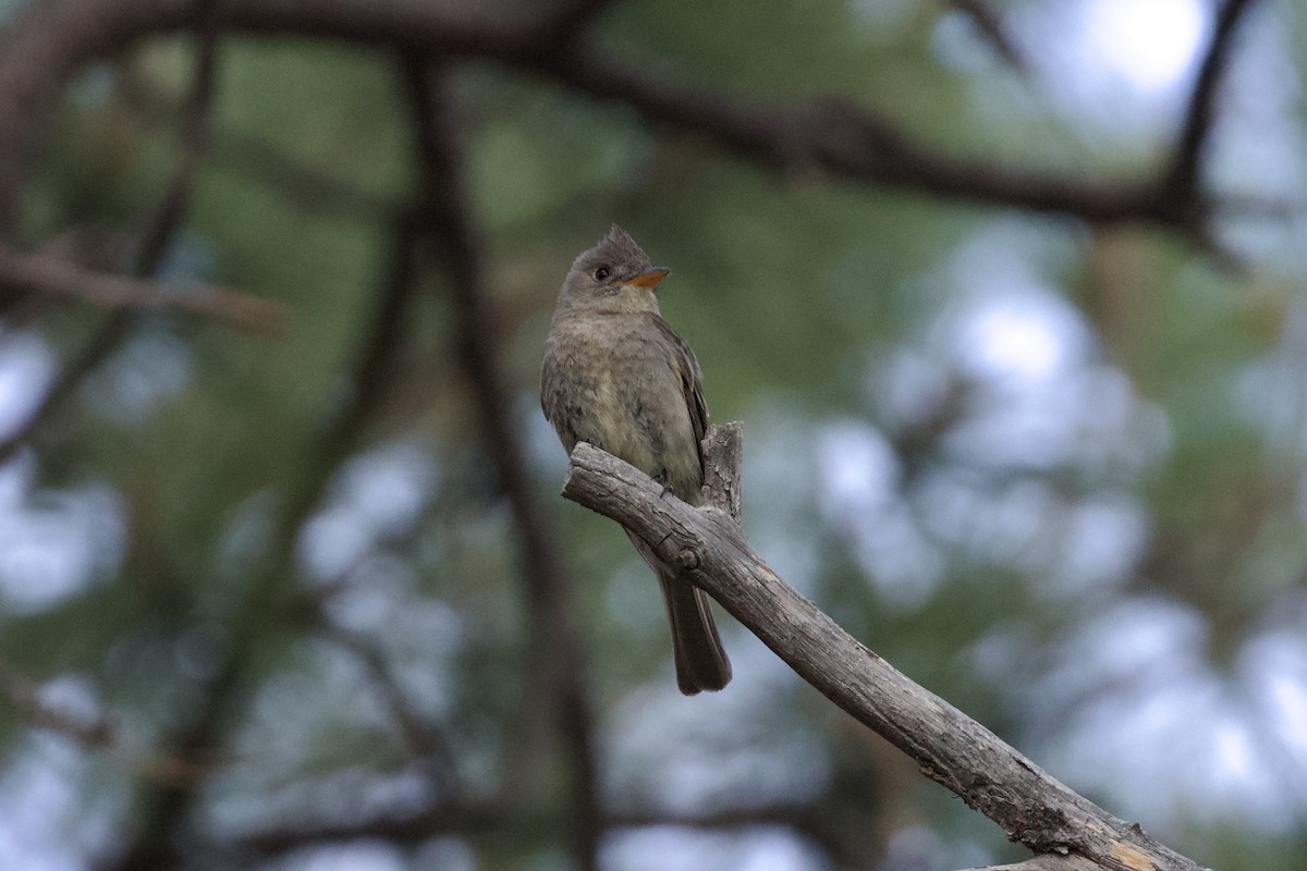 Greater Pewee - ML621003179