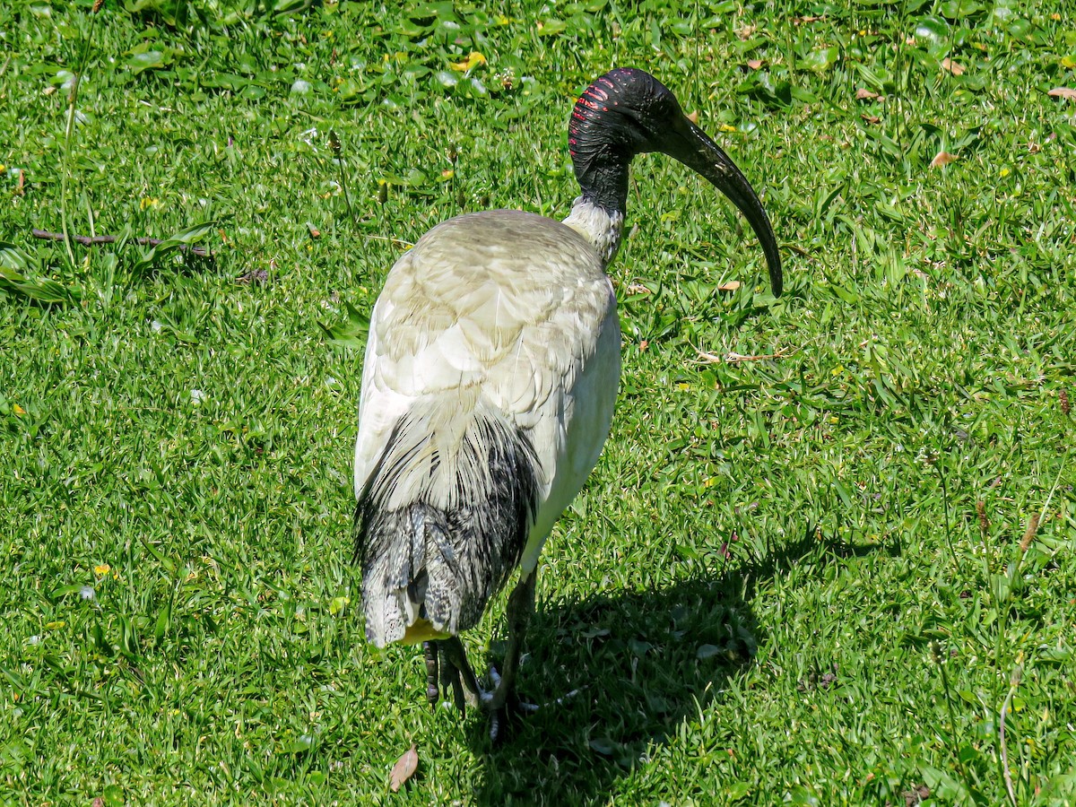 ibis australský - ML621003218