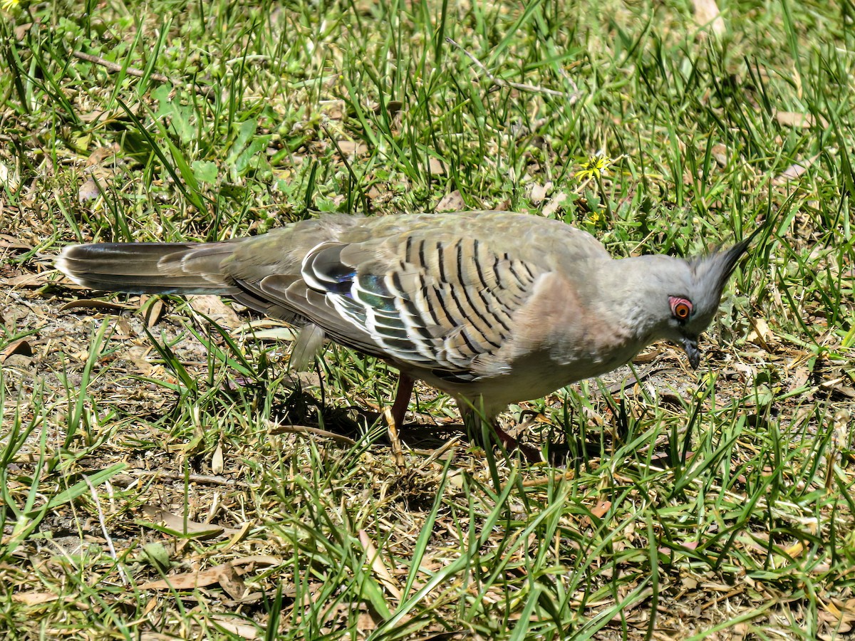 Crested Pigeon - ML621003239