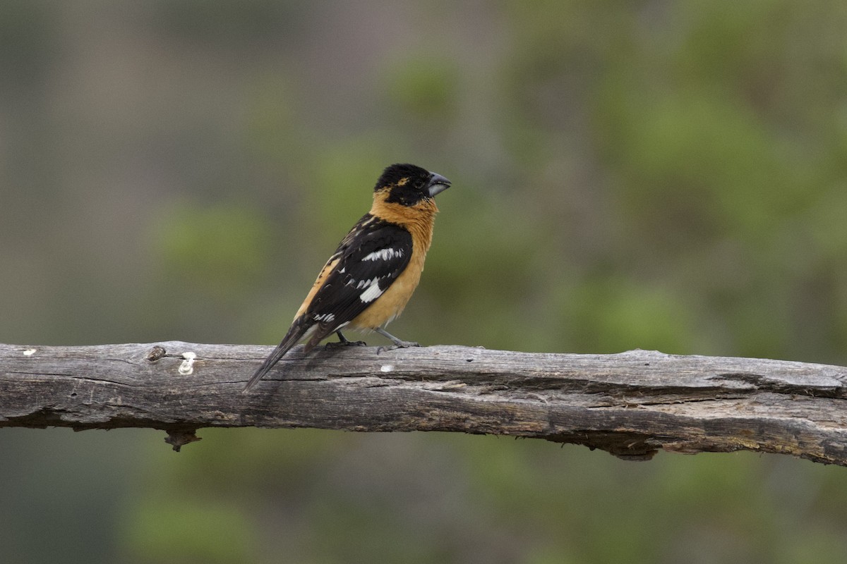 Black-headed Grosbeak - ML621003248