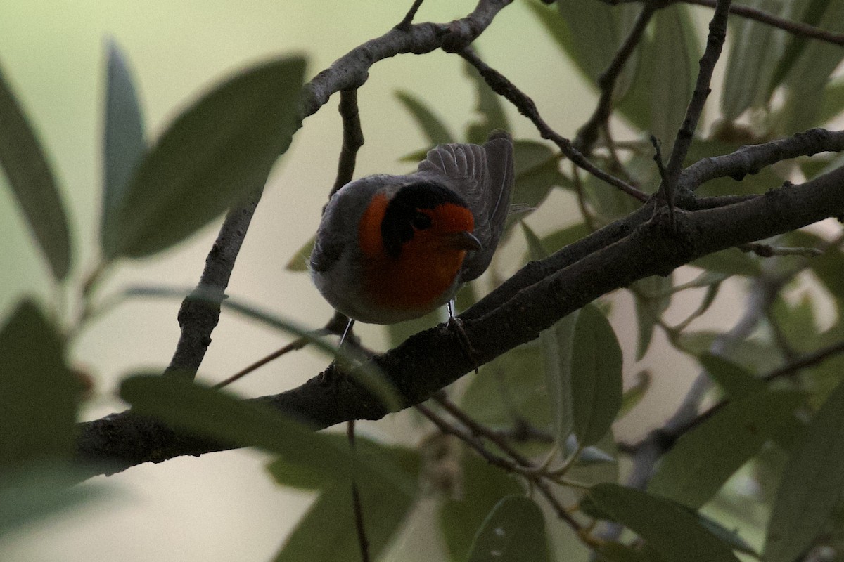 Red-faced Warbler - ML621003252