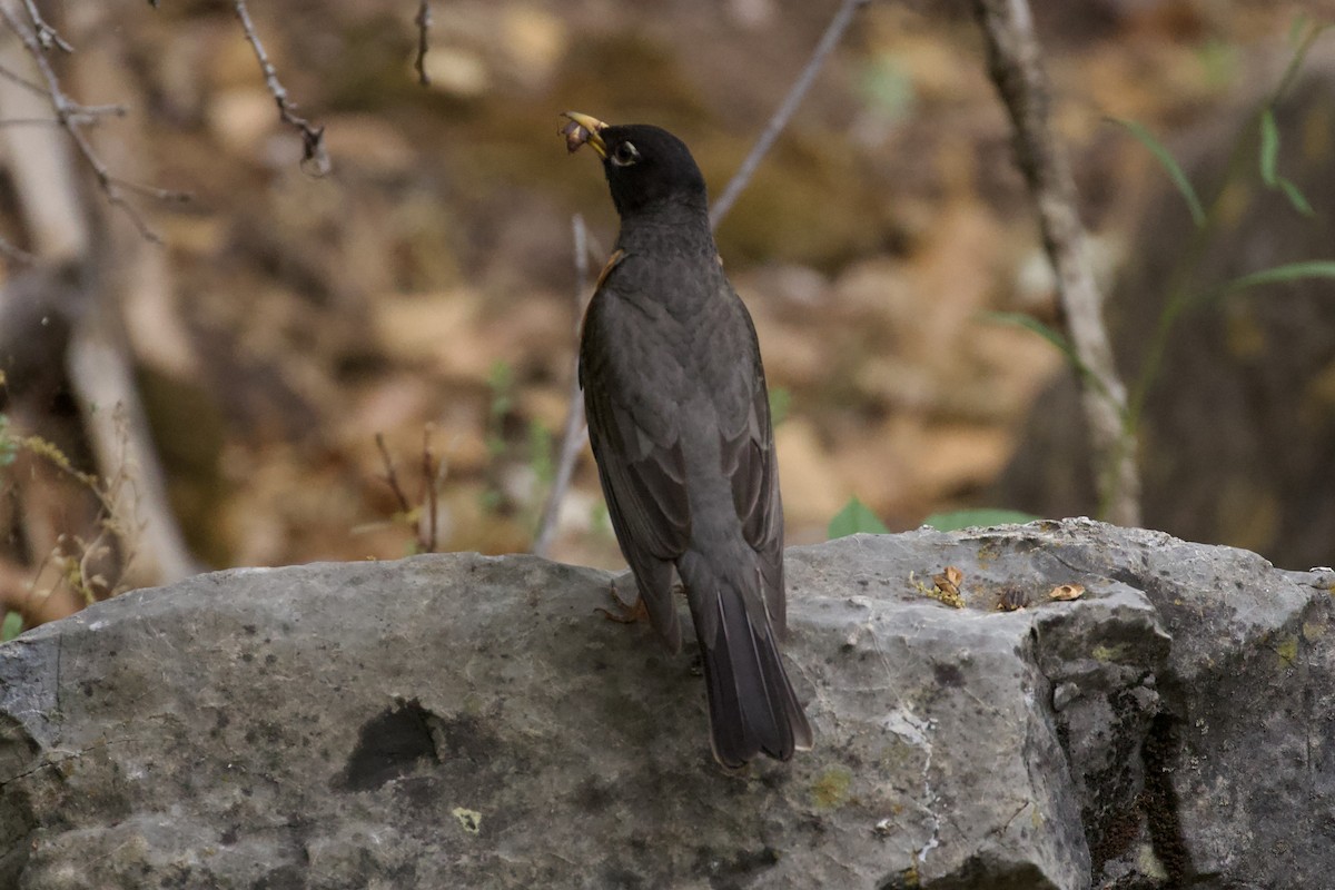 American Robin - ML621003260