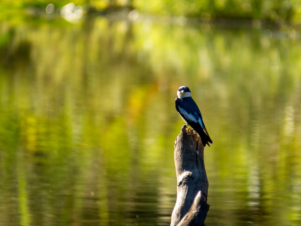 White-winged Swallow - ML621003276