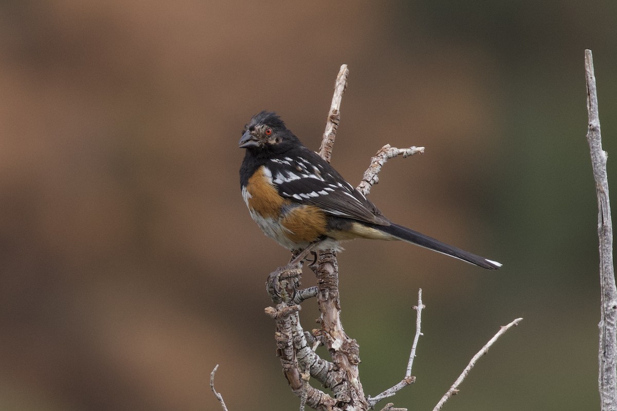 Spotted Towhee - ML621003278