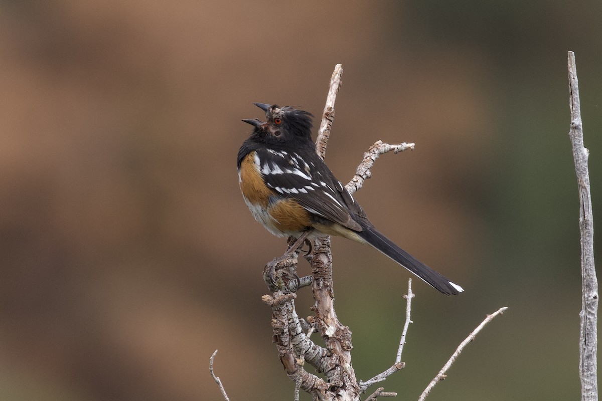 Spotted Towhee - ML621003279