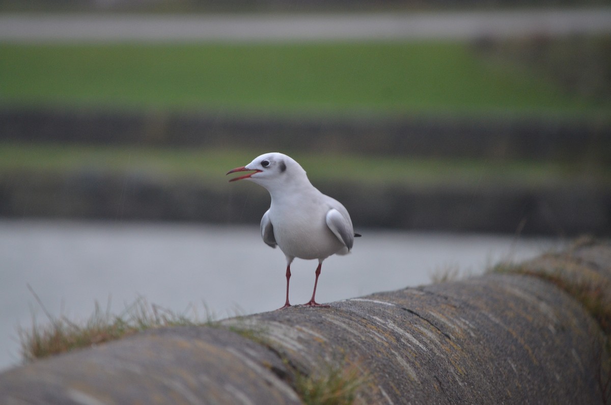 Mouette rieuse - ML621003290