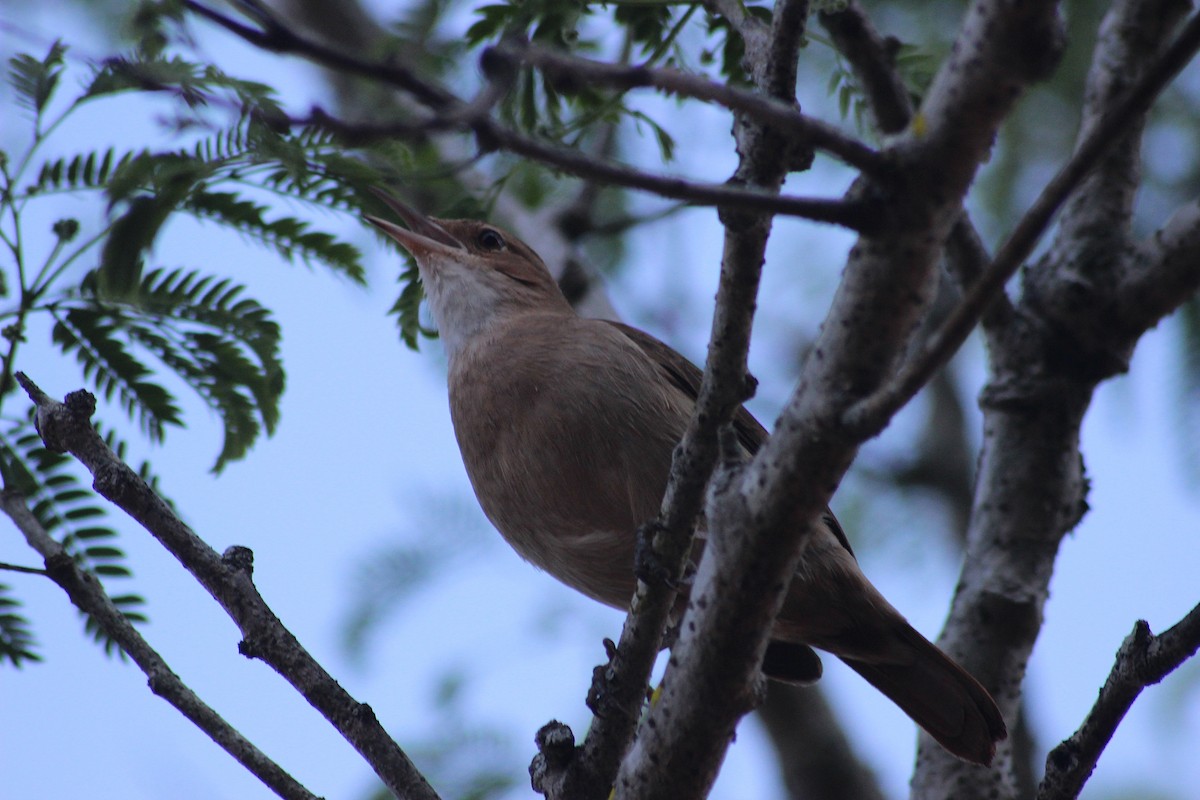 Pale-breasted Thrush - ML621003343