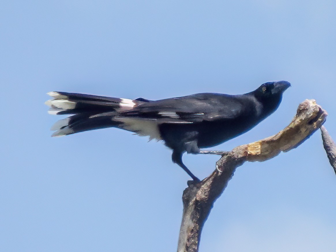 Pied Currawong - ML621003348