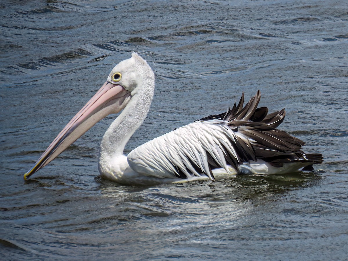 pelikán australský - ML621003368