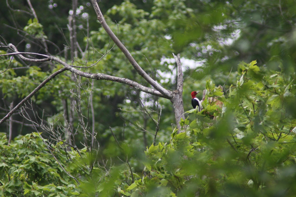 Red-headed Woodpecker - ML621003372