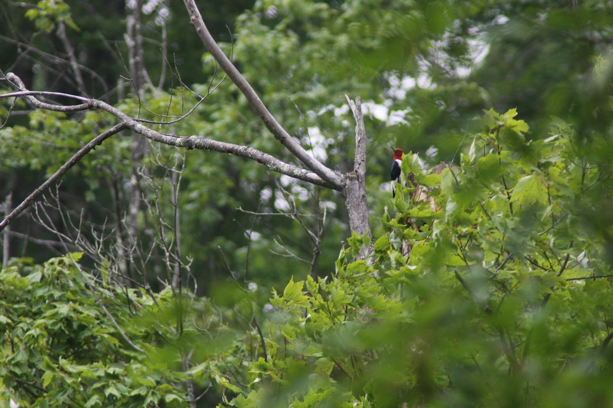 Red-headed Woodpecker - ML621003373