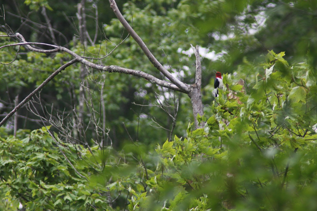 Red-headed Woodpecker - ML621003374