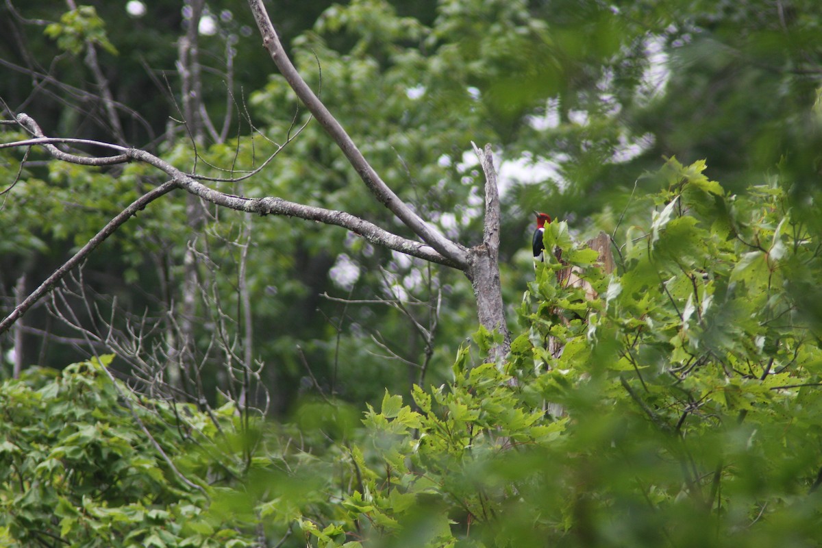 Red-headed Woodpecker - ML621003375