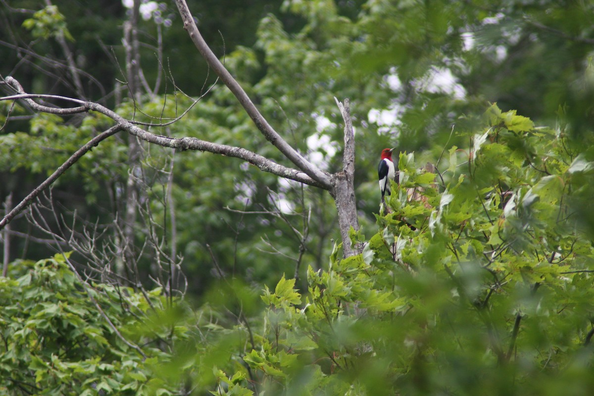 Red-headed Woodpecker - ML621003376