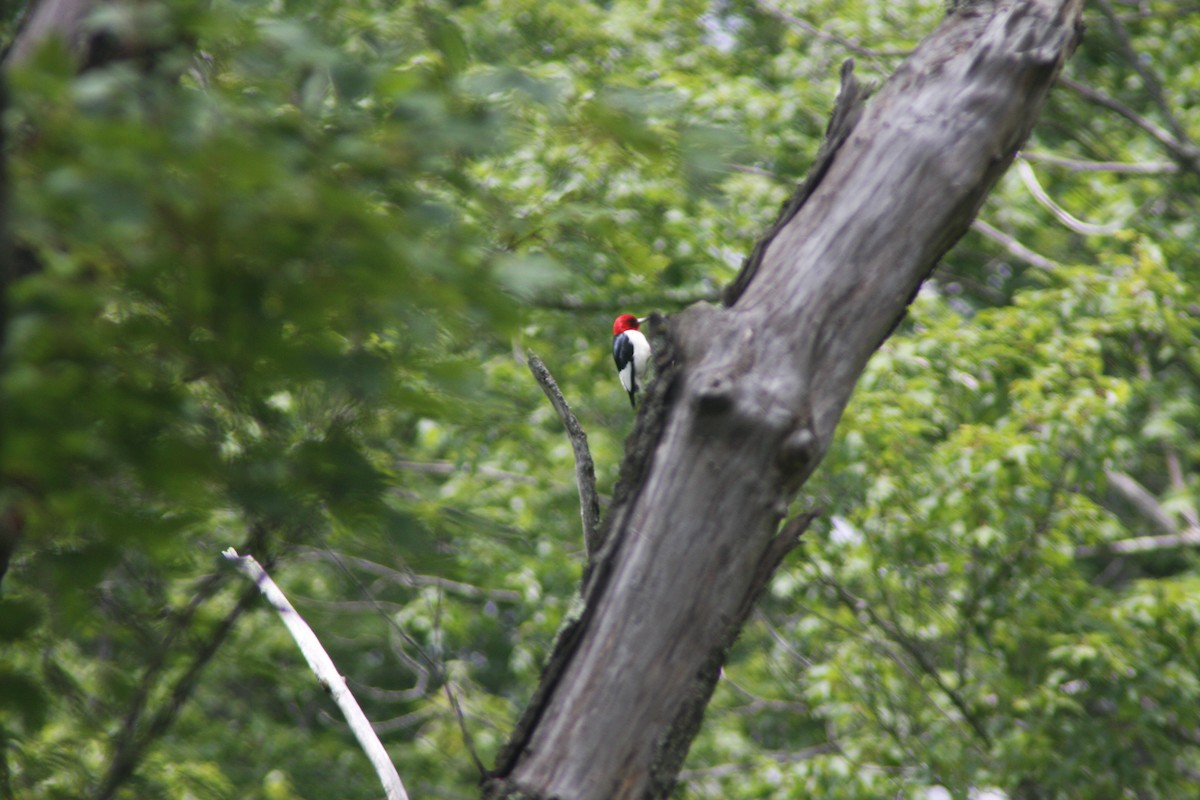 Red-headed Woodpecker - Charles Hager