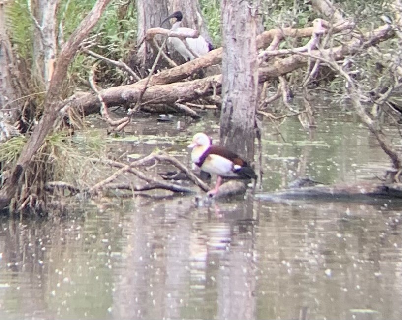 Radjah Shelduck - ML621003399