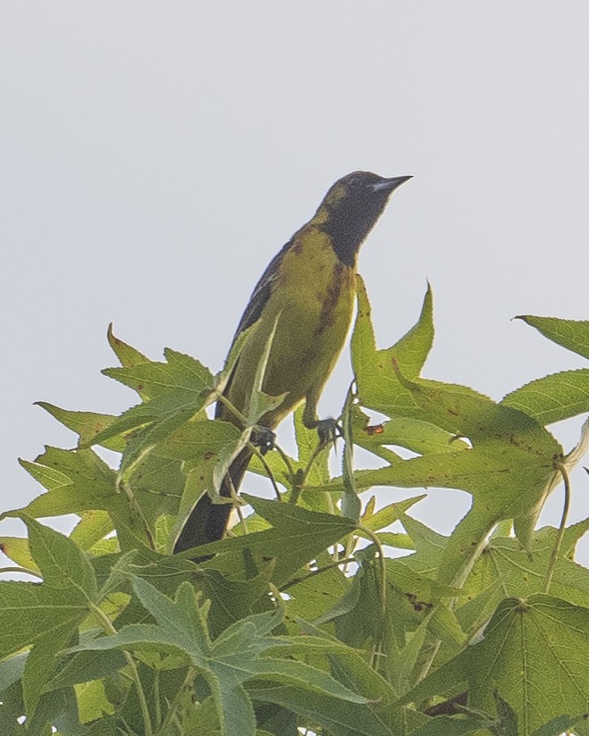 Orchard Oriole - ML621003402