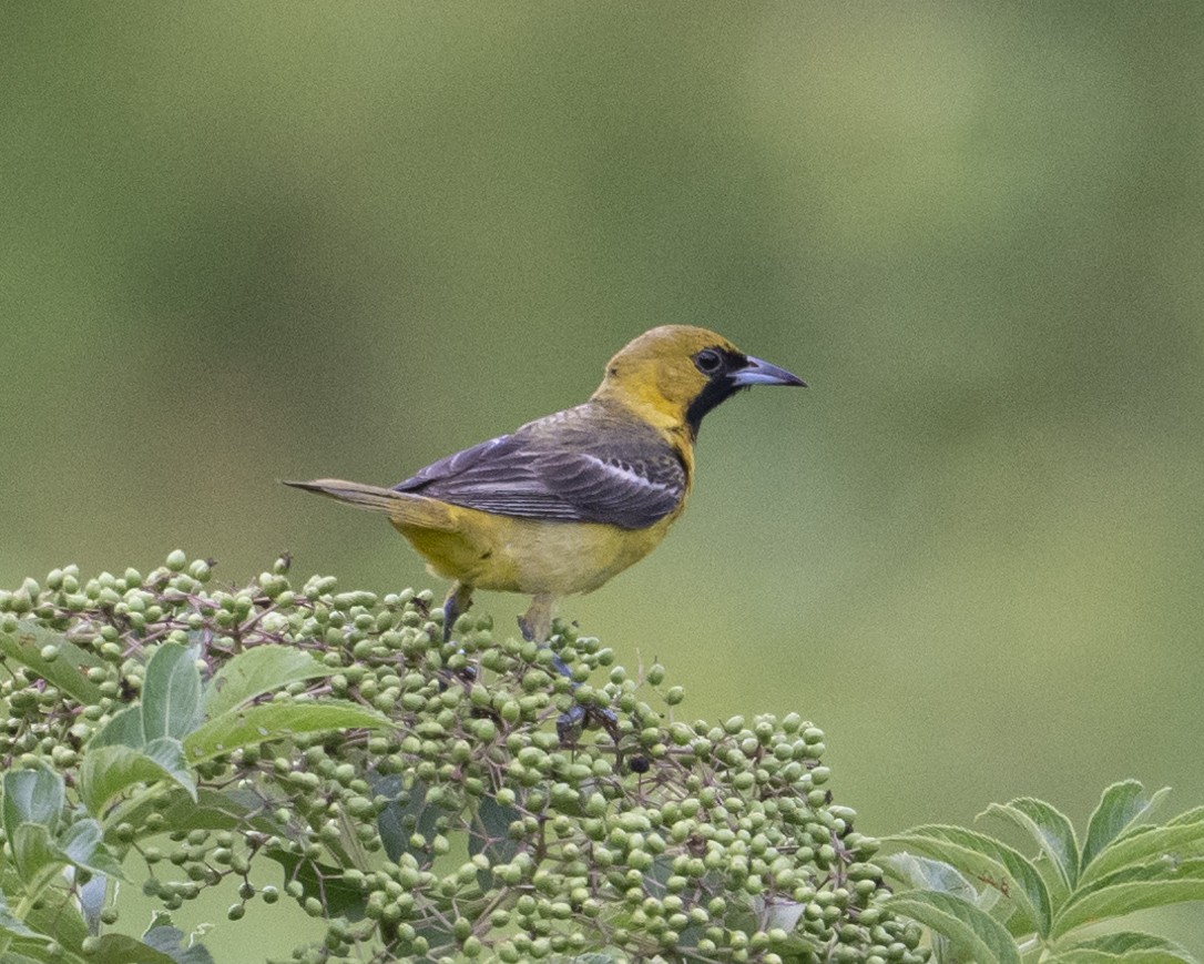 Orchard Oriole - ML621003403
