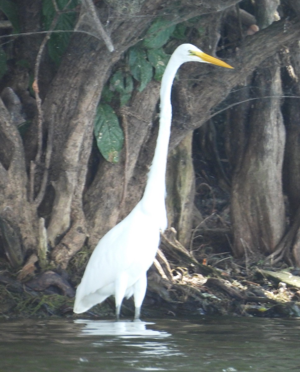 Great Egret - ML621003410