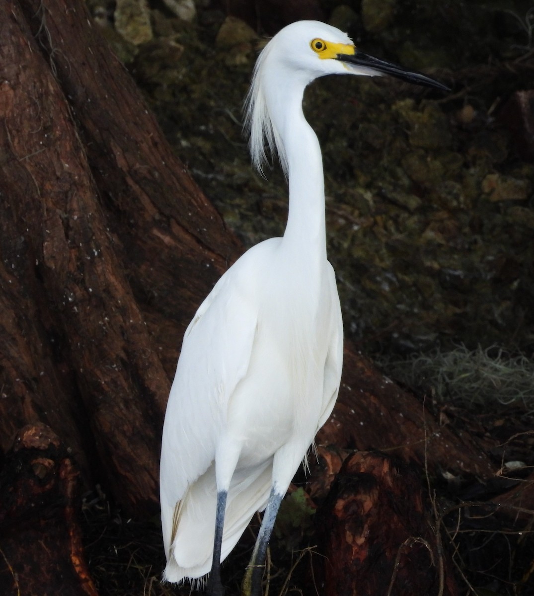 Snowy Egret - ML621003411