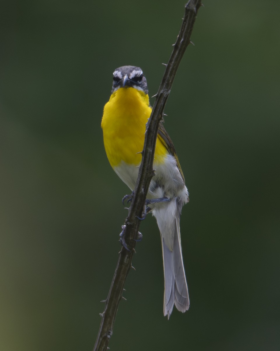 Yellow-breasted Chat - ML621003412