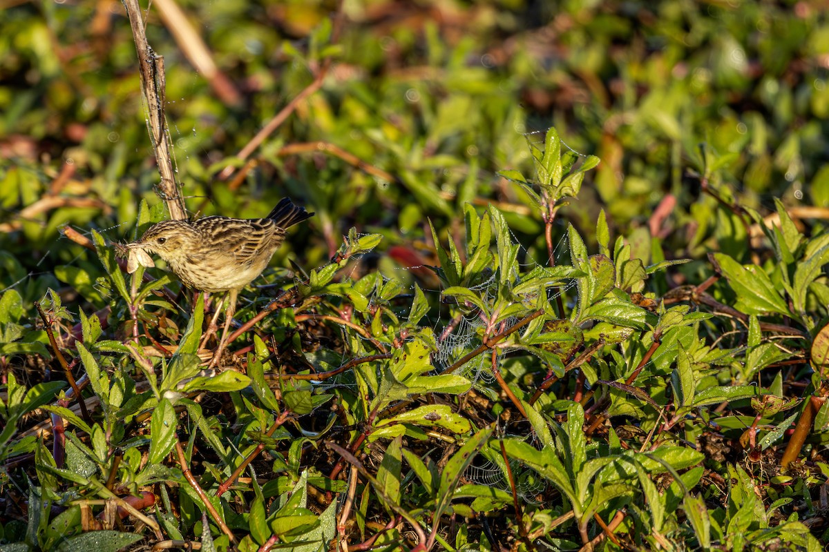 Yellowish Pipit - Guto Magalhães