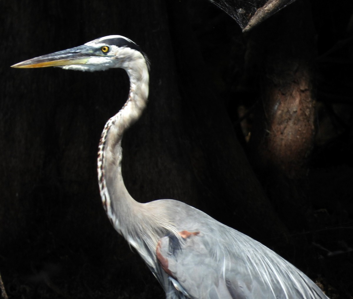 Great Blue Heron - ML621003432