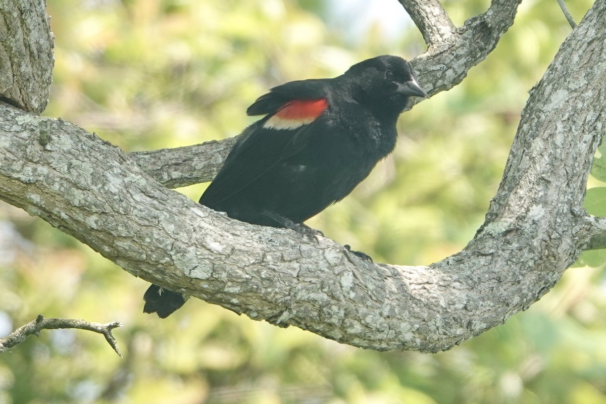 Red-winged Blackbird - ML621003462
