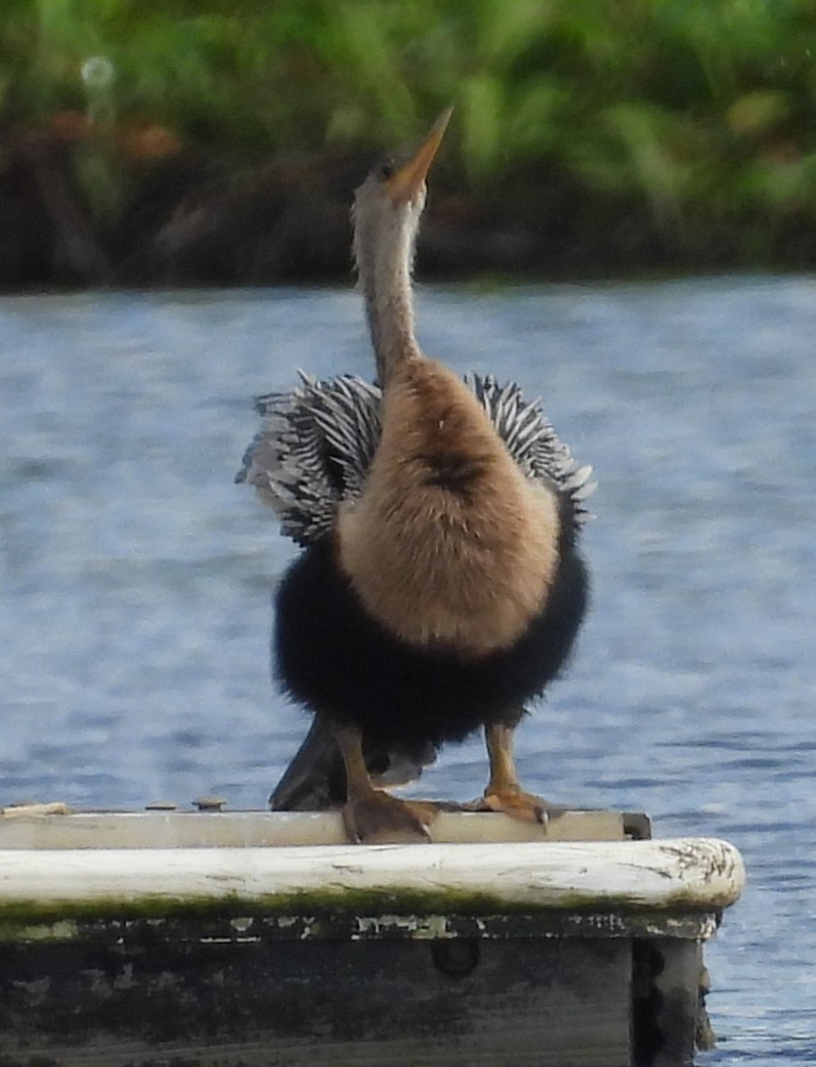 Anhinga - ML621003465