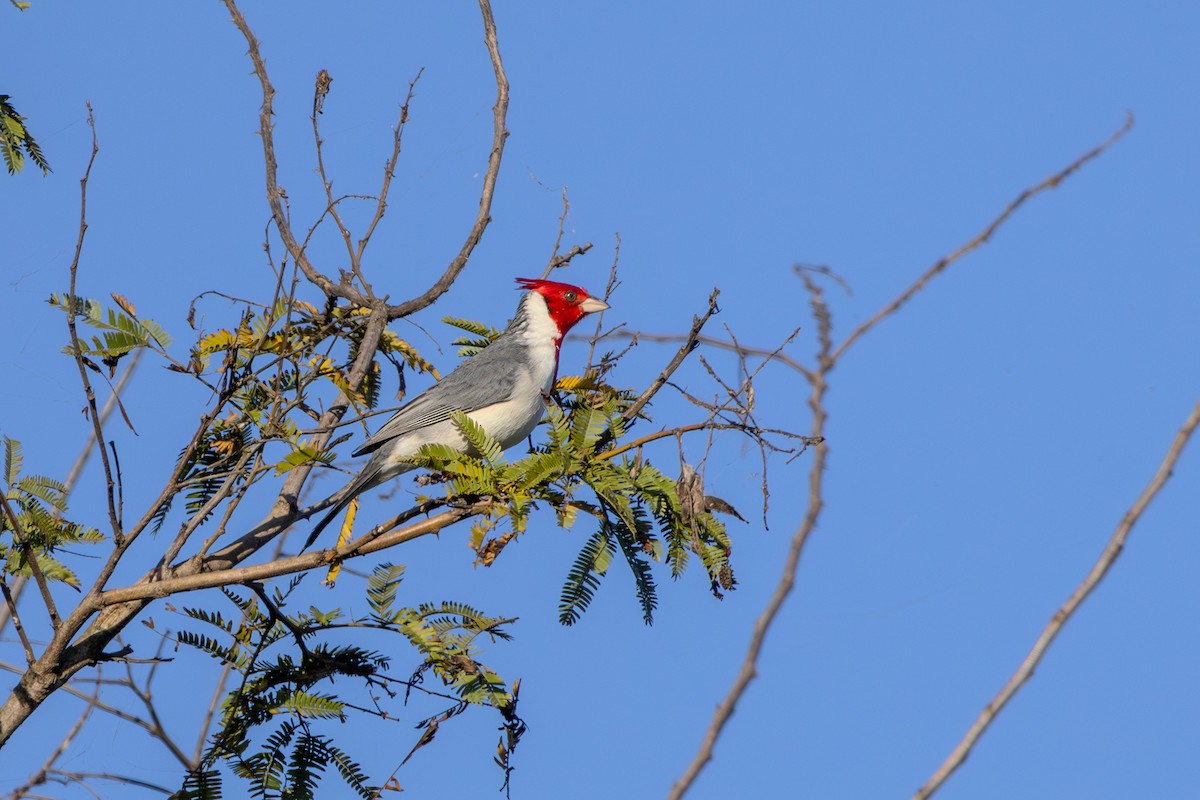 Red-crested Cardinal - ML621003496