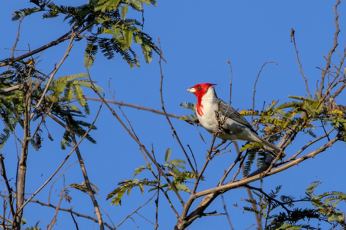Red-crested Cardinal - ML621003497