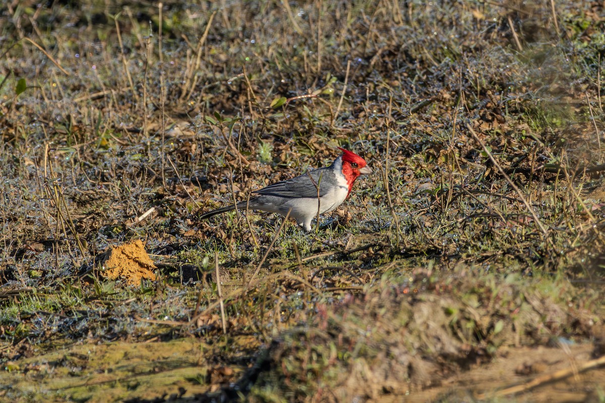 Red-crested Cardinal - ML621003498