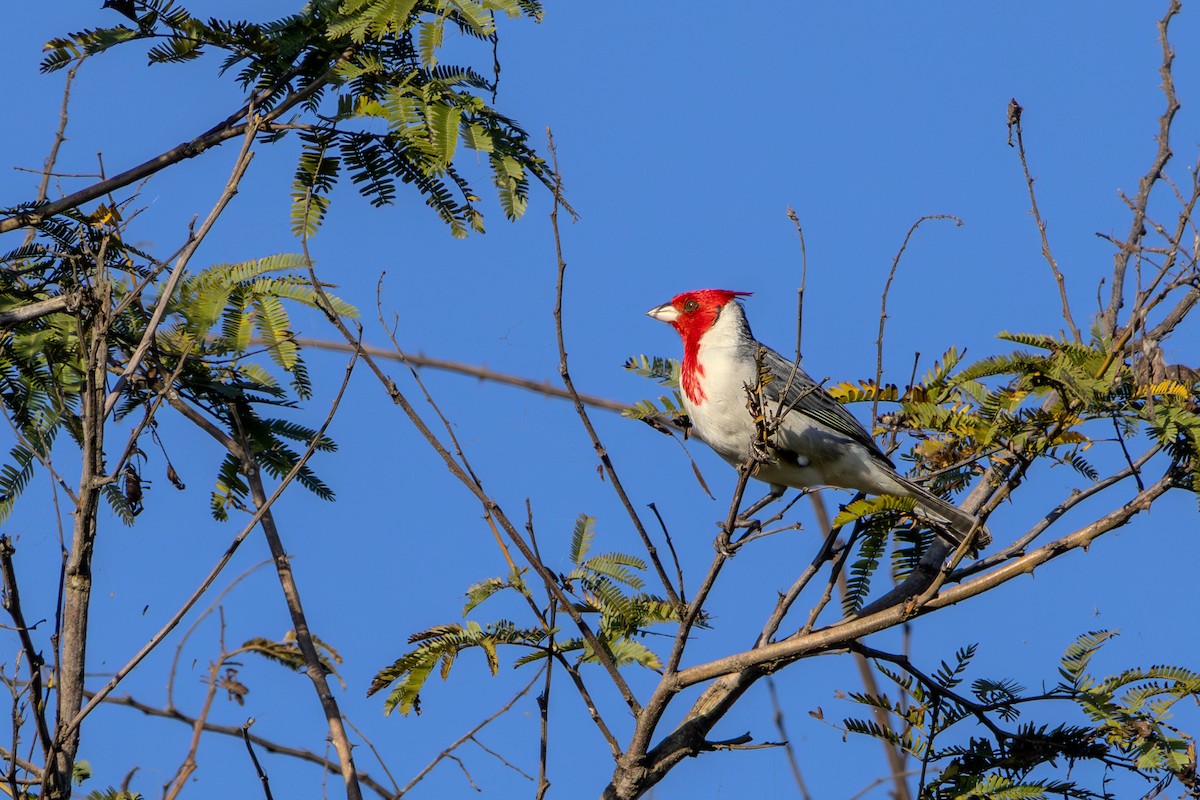 Red-crested Cardinal - Guto Magalhães