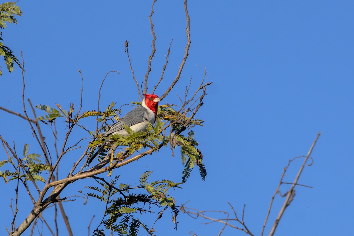 Red-crested Cardinal - ML621003500