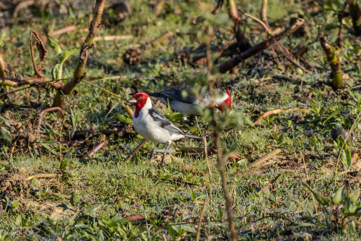 Red-crested Cardinal - ML621003502