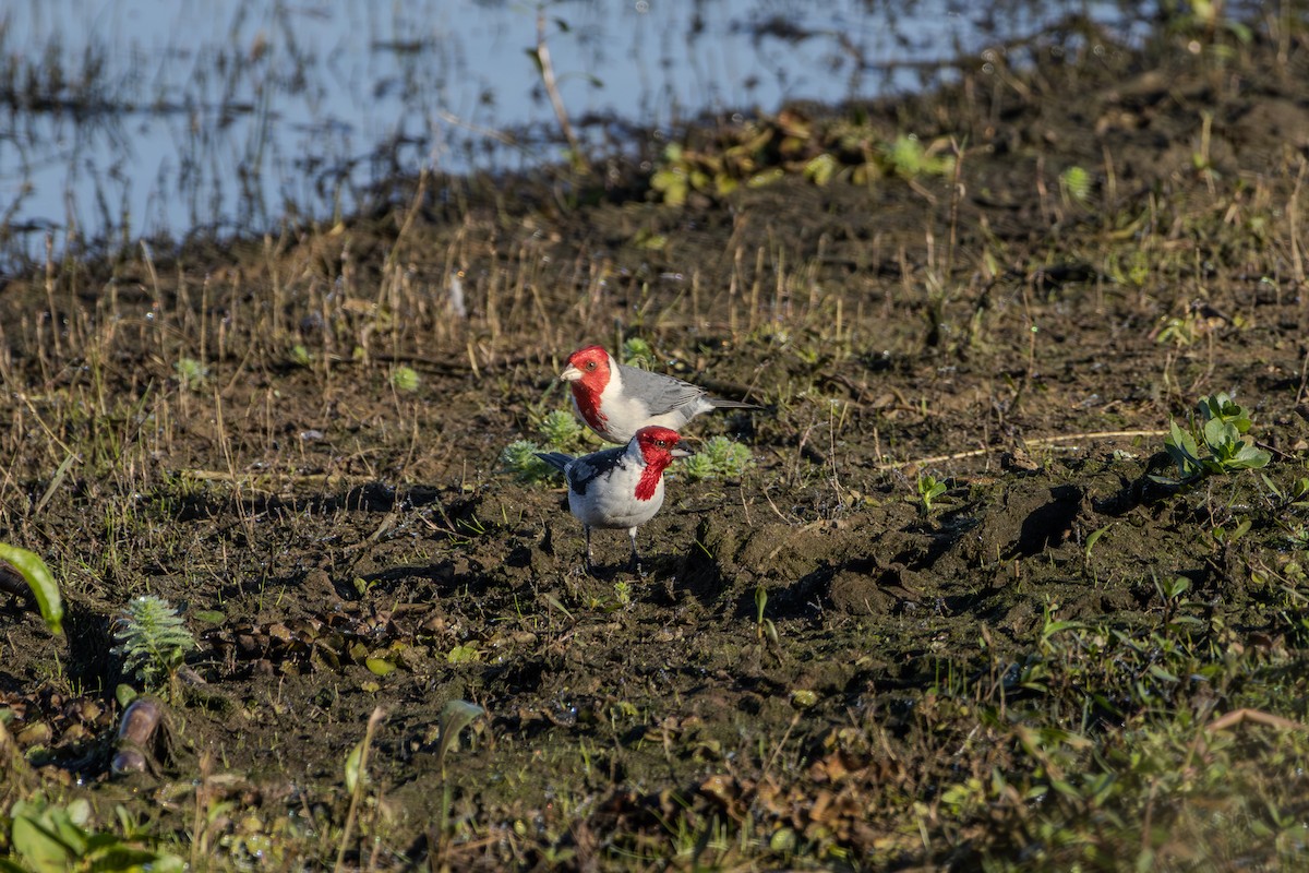 Red-crested Cardinal - Guto Magalhães
