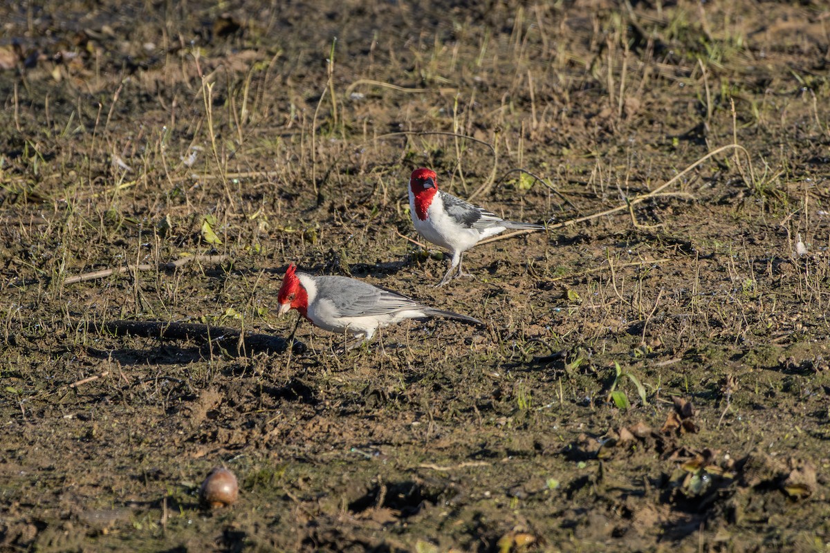 Red-crested Cardinal - ML621003504