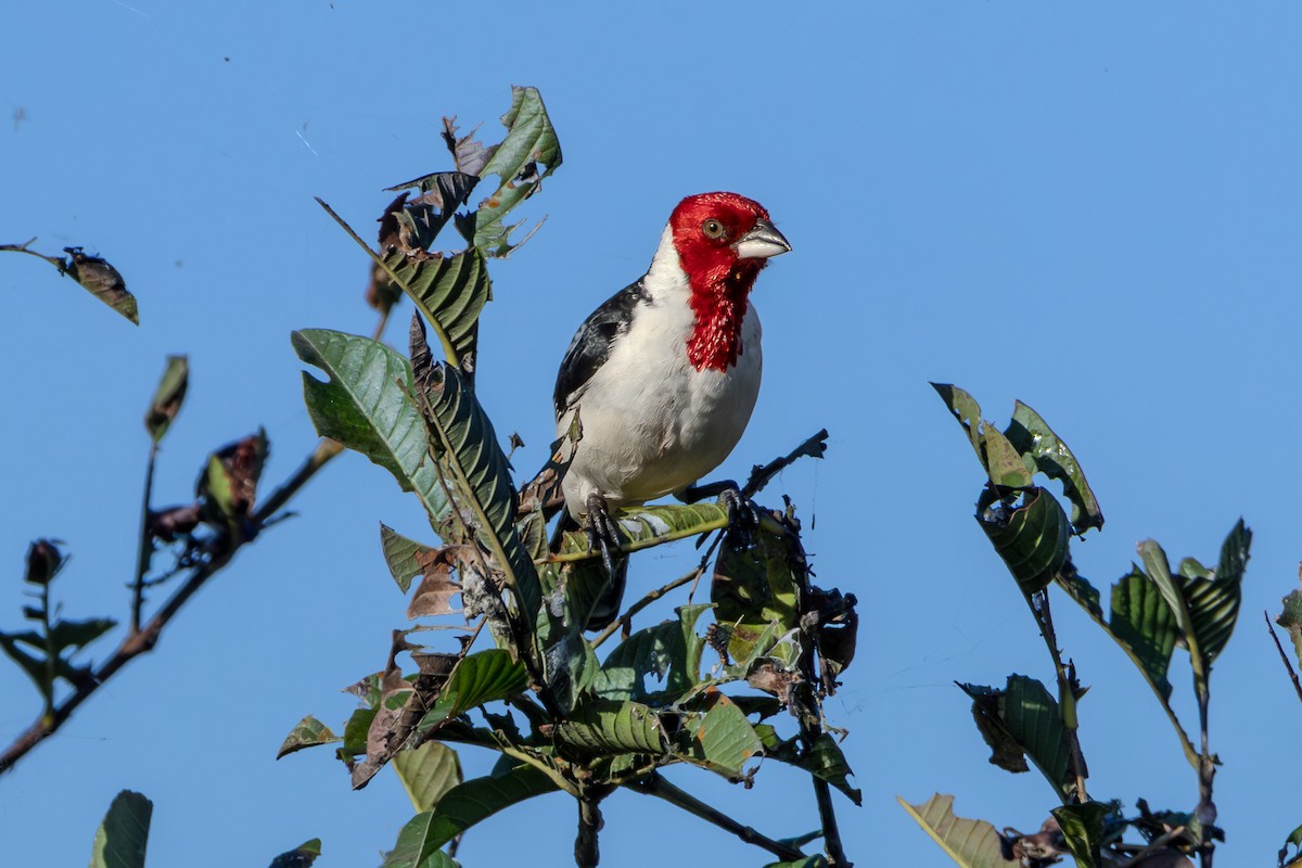 Red-cowled Cardinal - ML621003549
