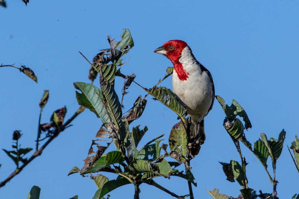 Red-cowled Cardinal - ML621003551