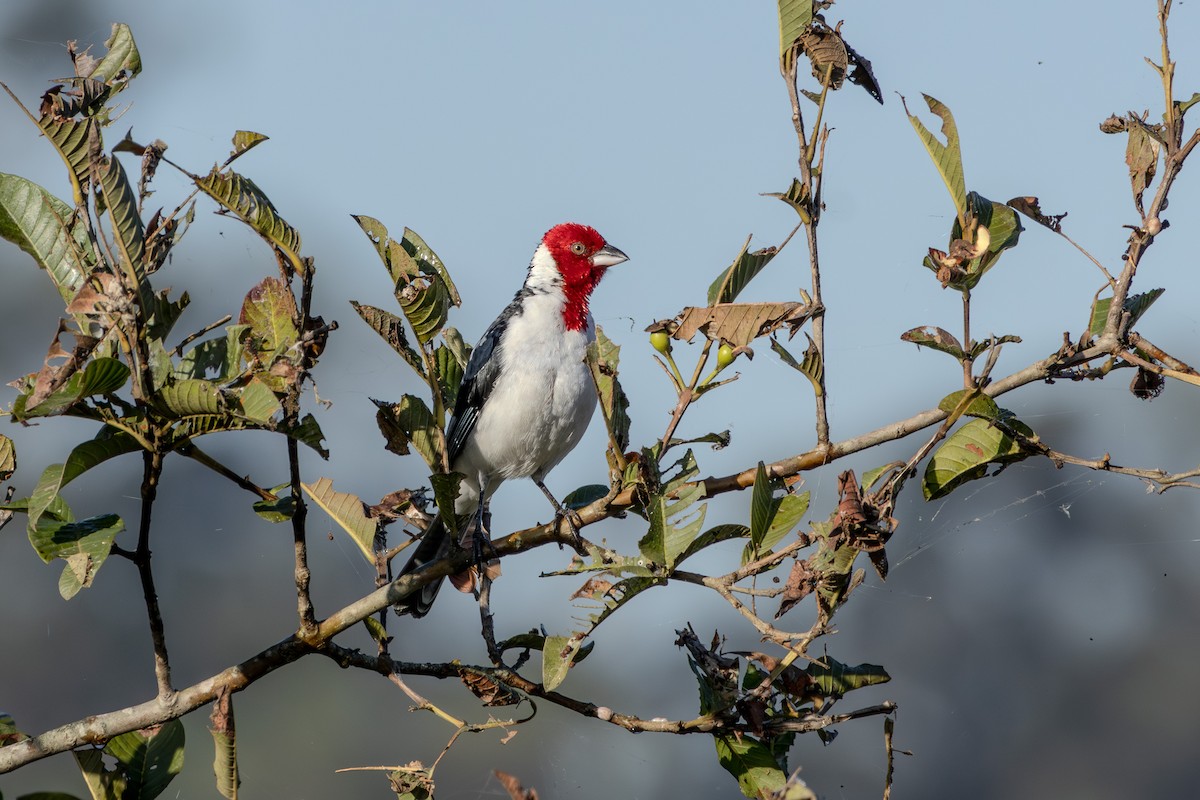 Red-cowled Cardinal - ML621003553
