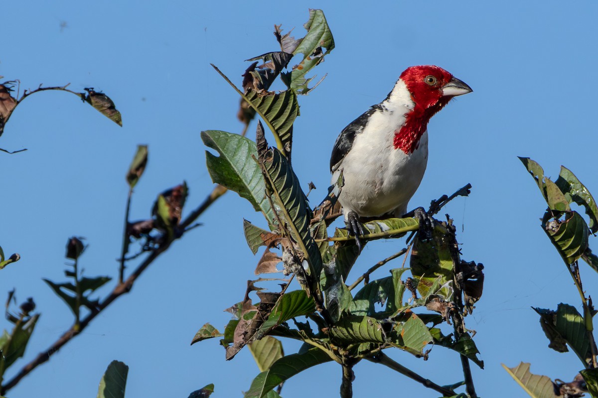 Red-cowled Cardinal - ML621003554