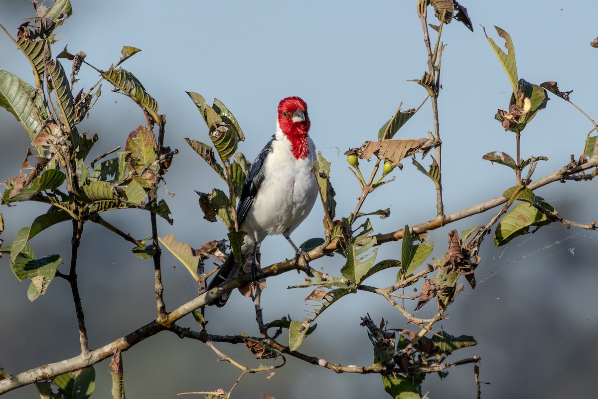 Red-cowled Cardinal - ML621003555