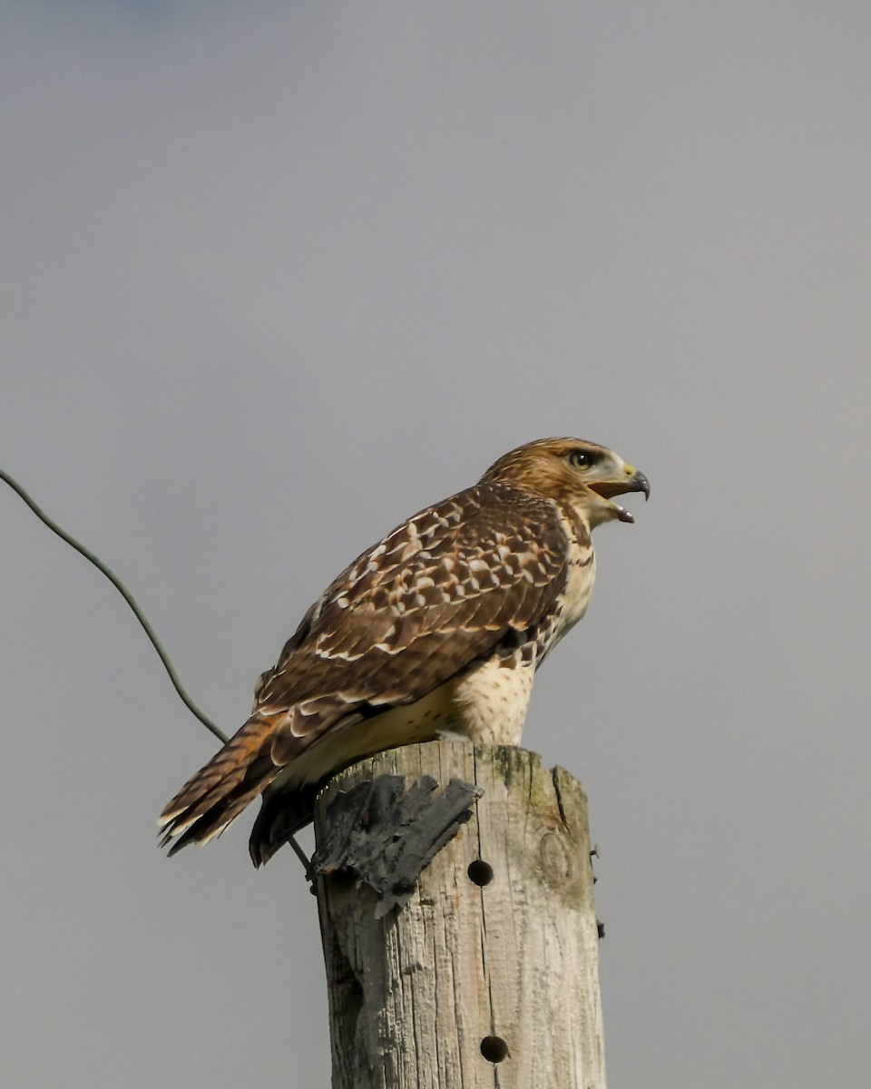 Red-tailed Hawk - ML621003561