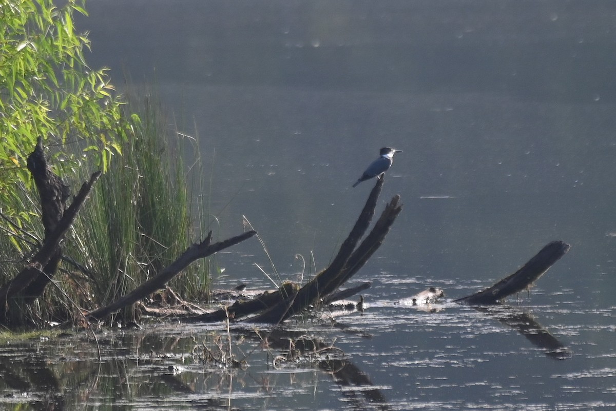 Belted Kingfisher - ML621003564
